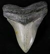 Megalodon Tooth - North Carolina #20802-1